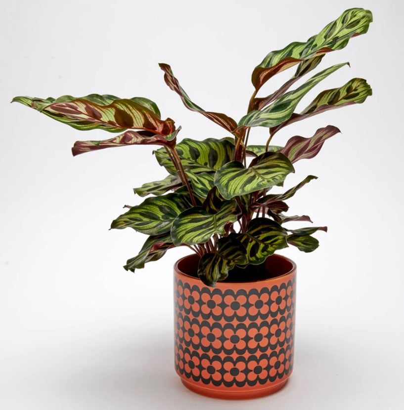 Hornsea Pottery x Magpie Large Orange Planty