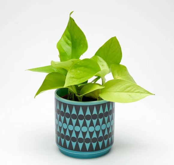 Hornsea Pottery x Magpie Small Teal Backgammon Planty