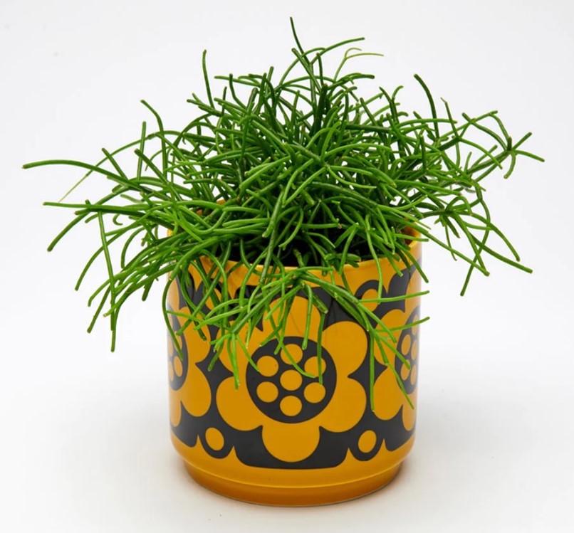 Hornsea Pottery x Magpie Small Yellow Planty