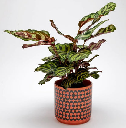 Hornsea Pottery x Magpie Large Orange Planty